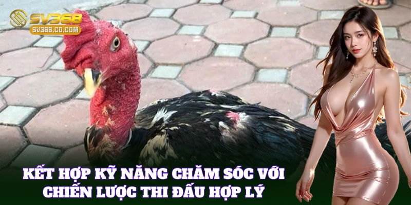 Kinh Nghiệm Nuôi Gà Đá Hay – Bí Quyết Bách Chiến Bách Thắng